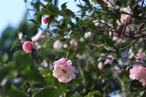 銀杏有花嗎|陽明山秋冬三原色 銀杏、楓葉、茶梅共繪美景 